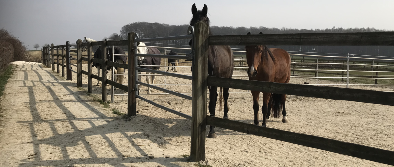 Reitsportanlage Radschinski Außenanlage